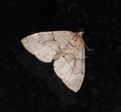 Thera cognata