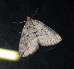 Thera cognata