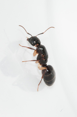 Camponotus bertolonii