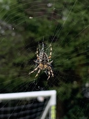Araneus diadematus