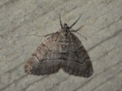 Thera cognata