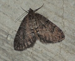 Thera cognata
