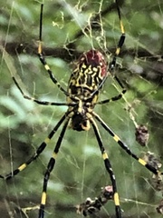 Trichonephila clavata