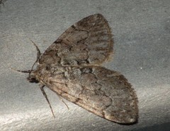 Thera cognata