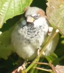 Passer domesticus