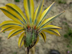 Gazania linearis linearis