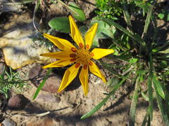 Gazania linearis linearis