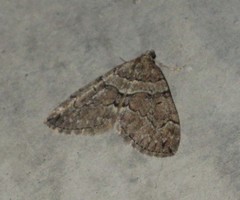 Thera cognata