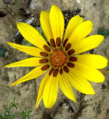 Gazania linearis linearis