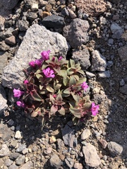 Diplacus cascadensis