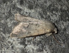 Epipsilia grisescens