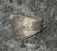 Epipsilia grisescens