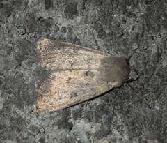 Epipsilia grisescens