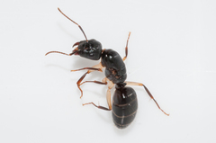 Camponotus bertolonii