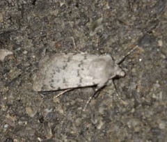 Epipsilia grisescens