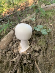 Amanita verna
