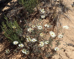Ursinia pilifera