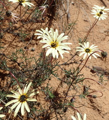 Ursinia pilifera