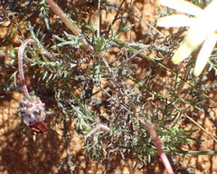 Ursinia pilifera