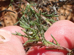 Ursinia pilifera