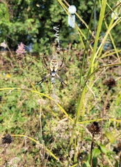 Argiope aurantia