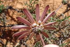 Ursinia pilifera