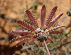 Ursinia pilifera