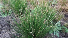 Eleocharis limosa