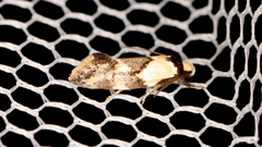 Euphiltra celeteria