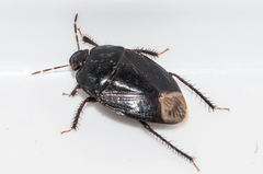 Macroscytus