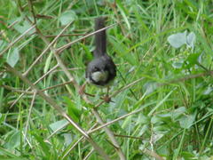 Apalis thoracica capensis