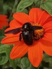 Xylocopa violacea
