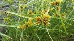 Cyperus polystachyos polystachyos