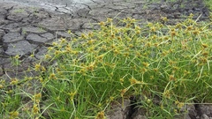 Cyperus polystachyos polystachyos