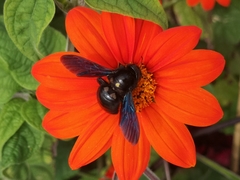 Xylocopa violacea