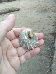 Bivalvia