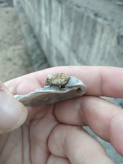 Bivalvia