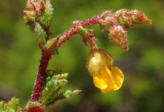 Hermannia aspera