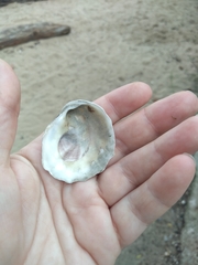 Bivalvia