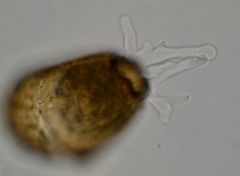 Netzelia oviformis