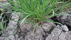 Cyperus polystachyos polystachyos