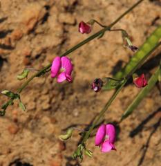 Tephrosia capensis capensis