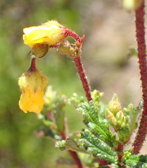 Hermannia aspera