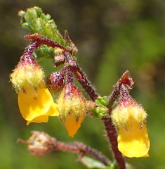 Hermannia aspera
