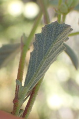 Hermannia scabra