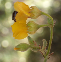 Hermannia scabra