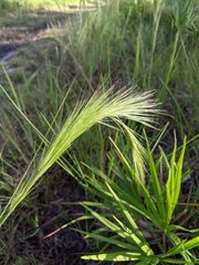 Aristida spiciformis