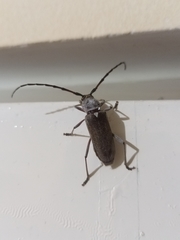 Gnaphalodes trachyderoides