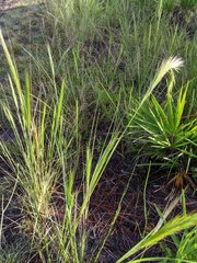 Aristida spiciformis