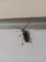 Gnaphalodes trachyderoides